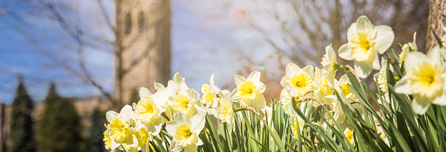 Daffodil Banner